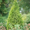 Polar Gold® Arborvitae 1 Polar Gold® Arborvitae -Garden Plants Store thuja polar gold 2