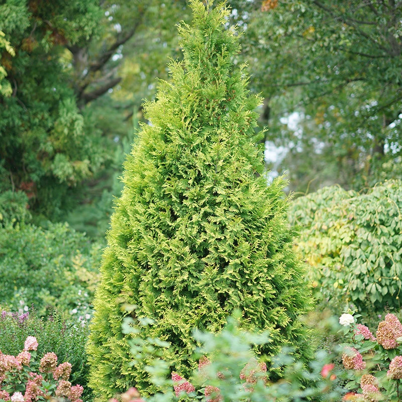 Polar Gold® Arborvitae 3 Polar Gold® Arborvitae