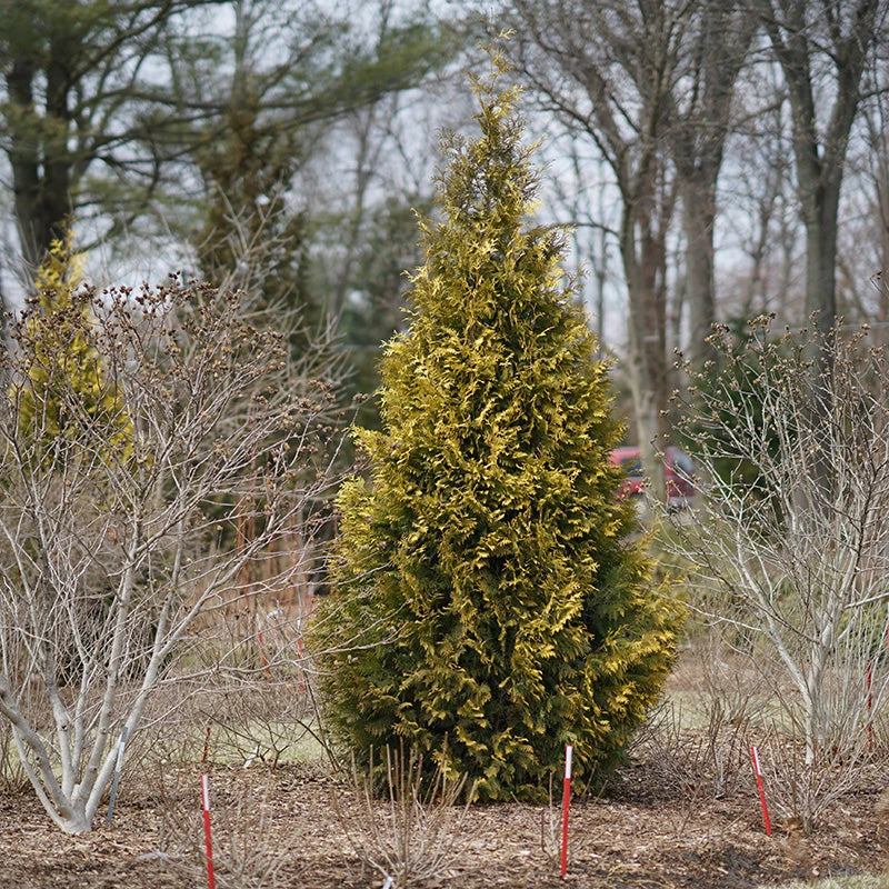 Polar Gold® Arborvitae 4 Polar Gold® Arborvitae - Image 2