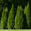 'Hetz Wintergreen' Arborvitae 1 'Hetz Wintergreen' Arborvitae -Garden Plants Store thuja wintergreen arborvitae 12 800x800 6434ccb