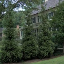 'Hetz Wintergreen' Arborvitae -Garden Plants Store thuja wintergreen arborvitae 3 sw