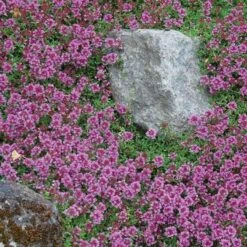 Red Creeping Thyme 7 Red Creeping Thyme -Garden Plants Store thymus coccineus creeping thyme 1 sw