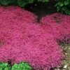 Red Creeping Thyme 1 Red Creeping Thyme -Garden Plants Store thymus coccineus creeping thyme 3 sw