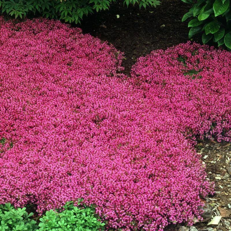 Red Creeping Thyme 3 Red Creeping Thyme