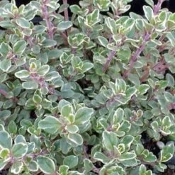 Silver Thyme