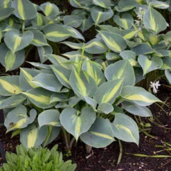 'Touch Of Class' Hosta 9 'Touch Of Class' Hosta -Garden Plants Store touch of class hosta 3