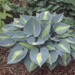 'Touch Of Class' Hosta 8 'Touch Of Class' Hosta -Garden Plants Store touch of class hosta 4