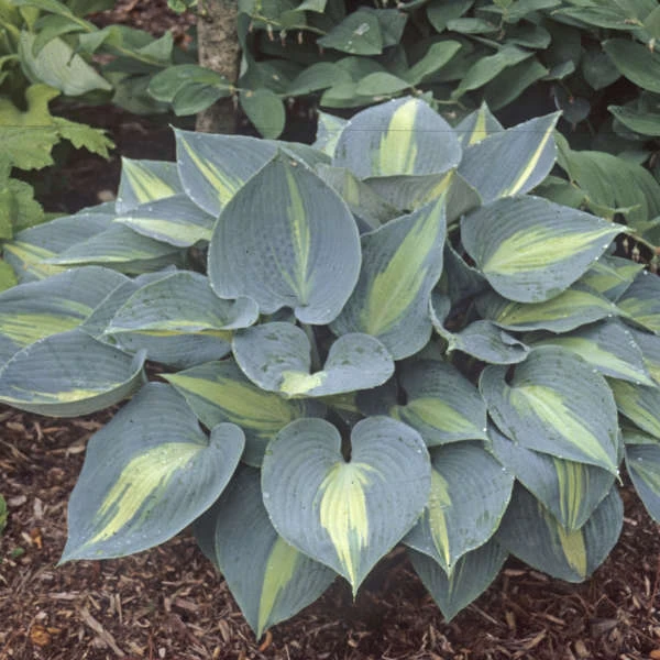 'Touch Of Class' Hosta 5 'Touch Of Class' Hosta - Image 3