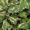Tricolor Sage -Garden Plants Store tricolor sage 2