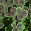 Black Four-Leaved Clover 2 Black Four-Leaved Clover -Garden Plants Store trifolium atropurpureum 1 sq 7cadda2d bc2f 428b a577 558714feef5c sw