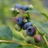 'Patriot' Blueberry 2 'Patriot' Blueberry -Garden Plants Store vaccinium patriot