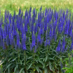 Magic Show® 'Wizard Of Ahhs' Spike Speedwell -Garden Plants Store veronica wizard of ahhs spike speedwell 2