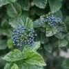All That Glitters® Arrowwood Viburnum -Garden Plants Store viburnum all that glitters 1 cdb50556 870d 40f4 aa0b e100c3e1b21e sw