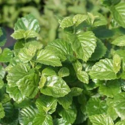 Glitters & Glows™ Viburnum Combination -Garden Plants Store viburnum all that glitters 2 sw