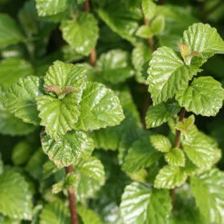 All That Glows® Arrowwood Viburnum -Garden Plants Store viburnum all that glows 1