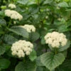 All That Glows® Arrowwood Viburnum 2 All That Glows® Arrowwood Viburnum -Garden Plants Store viburnum all that glows 3
