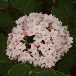 Spice Baby™ Koreanspice Viburnum -Garden Plants Store viburnum carlesii spice baby 3