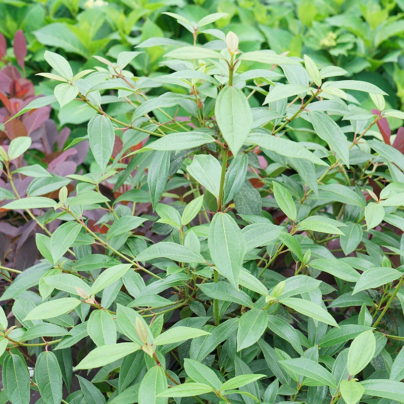 Yang® David Viburnum 4 Yang® David Viburnum - Image 2