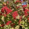 Cardinal Candy® Linden Viburnum -Garden Plants Store viburnum dilitatum cardinal candy 1 sw
