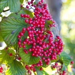 Cardinal Candy® Linden Viburnum -Garden Plants Store viburnum dilitatum cardinal candy 3 sw