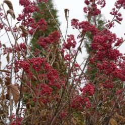 Cardinal Candy® Linden Viburnum -Garden Plants Store viburnum dilitatum cardinal candy 4 sw