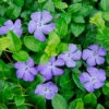 'Bowles' Periwinkle Vine -Garden Plants Store vinca bowles 1