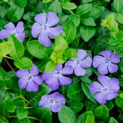 'Bowles' Periwinkle Vine