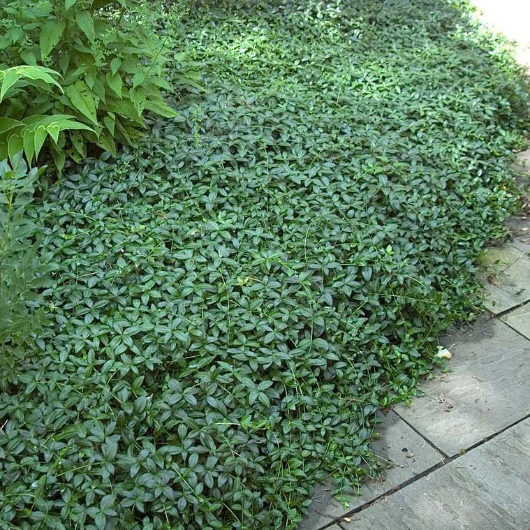 'Bowles' Periwinkle Vine 4 'Bowles' Periwinkle Vine - Image 2