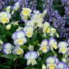'Etain' Perennial Violet 2 'Etain' Perennial Violet -Garden Plants Store viola etain 1