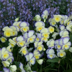 'Etain' Perennial Violet 10 'Etain' Perennial Violet -Garden Plants Store viola etain 2