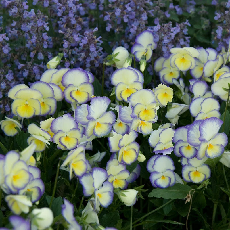 'Etain' Perennial Violet 6 'Etain' Perennial Violet - Image 4