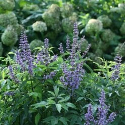 Blue Diddley® Chaste Tree 8 Blue Diddley® Chaste Tree -Garden Plants Store vitex blue diddley 1 P sw
