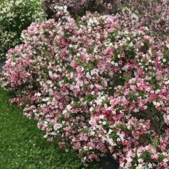 Czechmark Trilogy® Weigela 12 Czechmark Trilogy® Weigela -Garden Plants Store weigela czechmark trilogy 2 sw