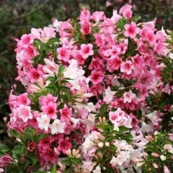 Czechmark Trilogy® Weigela 11 Czechmark Trilogy® Weigela -Garden Plants Store weigela czechmark trilogy 3 sw