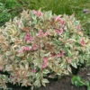 My Monet® Weigela 1 My Monet® Weigela -Garden Plants Store weigela my monet 1
