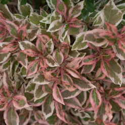 My Monet® Weigela -Garden Plants Store weigela my monet 4
