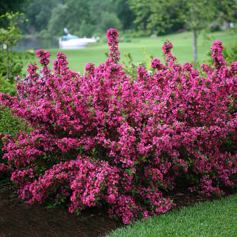 Sonic Bloom® Pink Weigela 3 Sonic Bloom® Pink Weigela