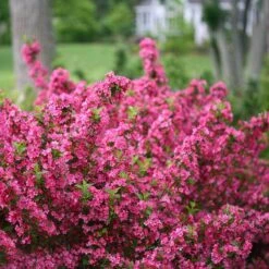 Sonic Bloom® Pink Weigela 11 Sonic Bloom® Pink Weigela -Garden Plants Store weigela sonic bloom pink 2