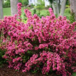 Sonic Bloom® Pink Weigela 12 Sonic Bloom® Pink Weigela -Garden Plants Store weigela sonic bloom pink 3