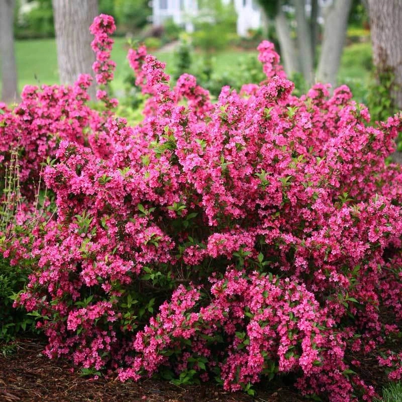Sonic Bloom® Pink Weigela 6 Sonic Bloom® Pink Weigela - Image 4
