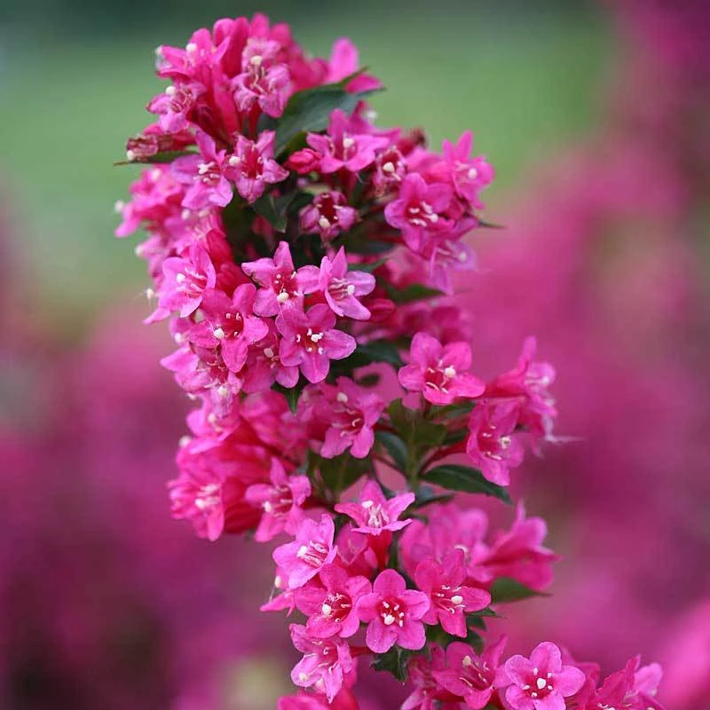 Sonic Bloom® Pink Weigela 4 Sonic Bloom® Pink Weigela - Image 2