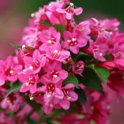 Sonic Bloom® Pink Weigela 13 Sonic Bloom® Pink Weigela -Garden Plants Store weigela sonic bloom pink 5