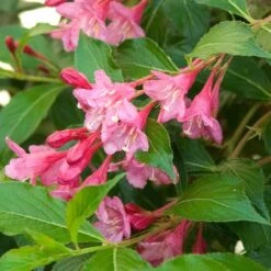 Sonic Bloom® Pink Weigela 14 Sonic Bloom® Pink Weigela -Garden Plants Store weigela sonic bloom pink 6