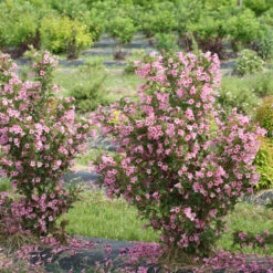 Sonic Bloom® Pure Pink Weigela -Garden Plants Store weigela sonic bloom pure pink 3