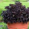 Spilled Wine® Weigela -Garden Plants Store weigela spilled wine 1