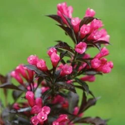 Spilled Wine® Weigela 9 Spilled Wine® Weigela -Garden Plants Store weigela spilled wine 2