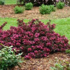 Spilled Wine® Weigela 10 Spilled Wine® Weigela -Garden Plants Store weigela spilled wine 3