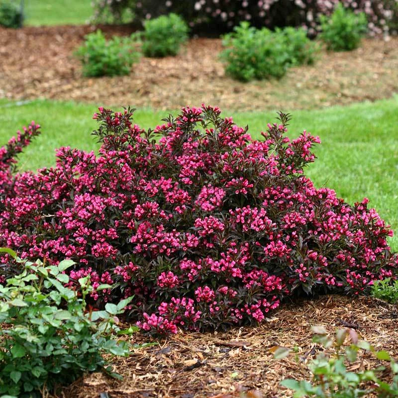 Spilled Wine® Weigela 5 Spilled Wine® Weigela - Image 3