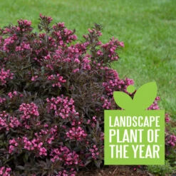 Spilled Wine® Weigela 11 Spilled Wine® Weigela -Garden Plants Store weigela spilled wine 4