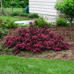 Spilled Wine® Weigela 12 Spilled Wine® Weigela -Garden Plants Store weigela spilled wine 5